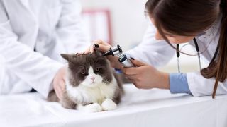 A female vet checking a black and white for ear mites