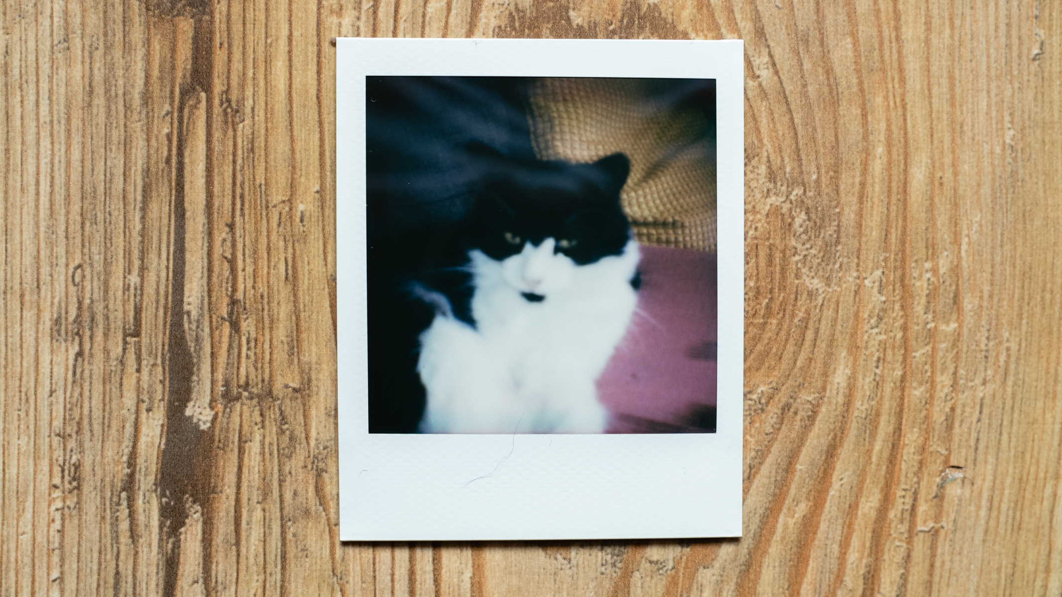 Polaroid Go 2 instant film image of a cat lit by flash