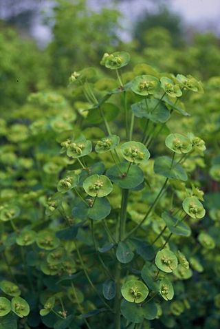 Euphorbia ‘Mrs Robb’s Bonnet’