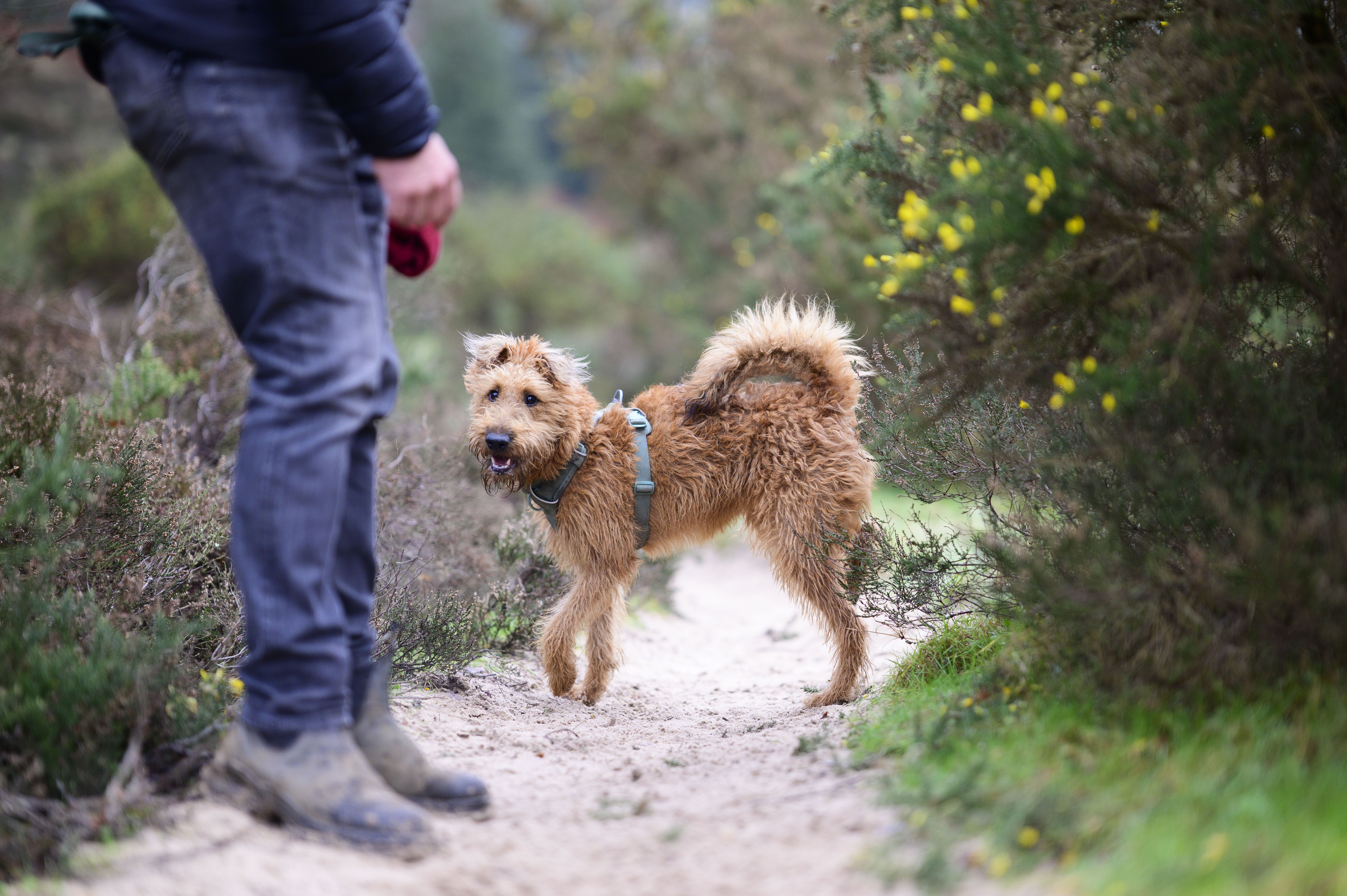 Viltrox AF 85mm F1.4 Pro lens sample gallery: a dog on a sandy trail looking up to its human