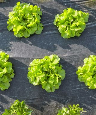 lettuces and landscaping fabric