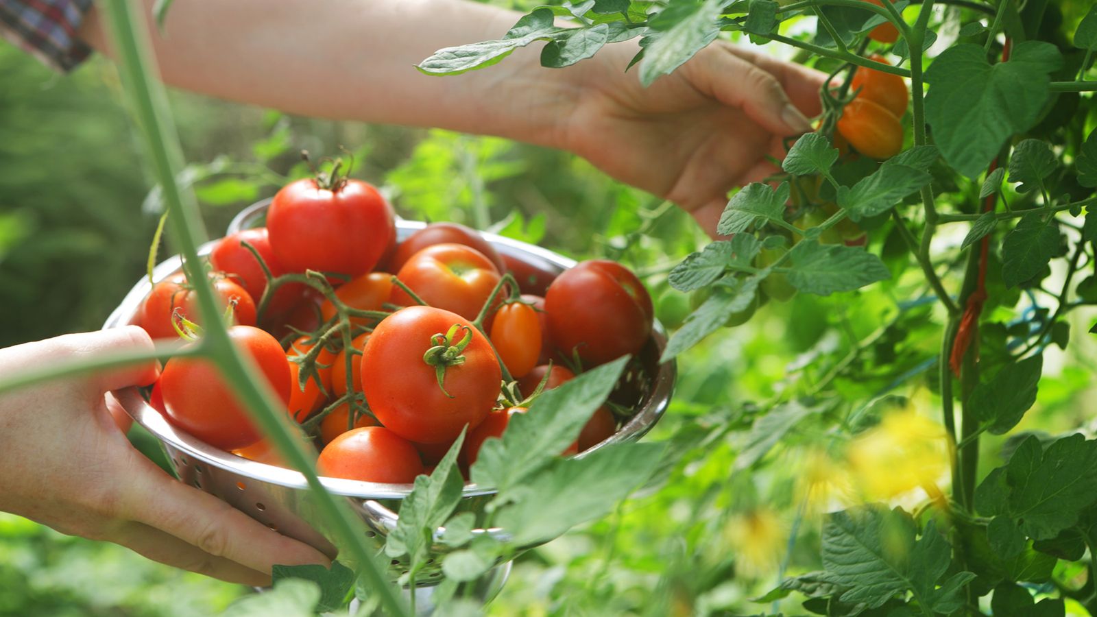 When to plant tomatoes: for a bumper crop