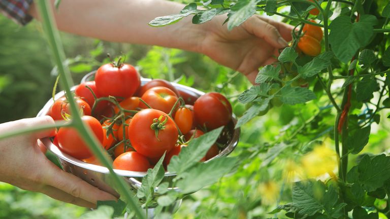 Tomatoes being harvested