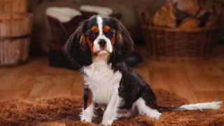 English Toy Spaniel