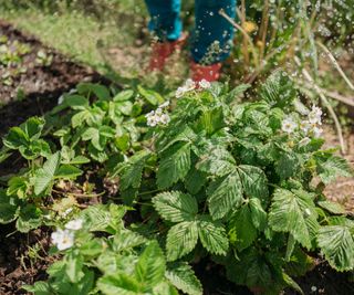 strawberry plants in raised beds