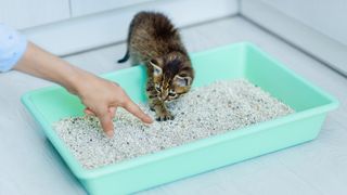 Kitten using litter box