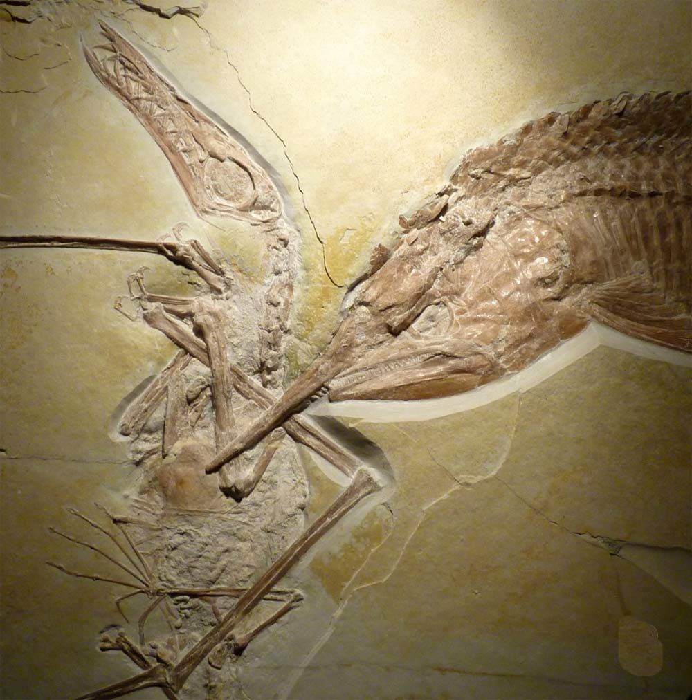 The jaws of the armored fish seemed to have grasped onto the pterosaur&#039;s left wing, which is distorted in the fossilized hunting scene.