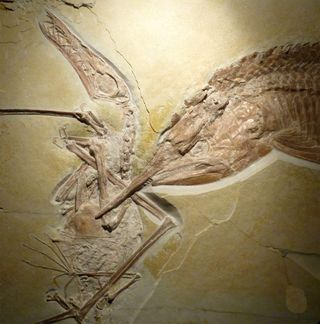 The jaws of the armored fish seemed to have grasped onto the pterosaur's left wing, which is distorted in the fossilized hunting scene.