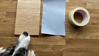 Dog with sandpaper and wooden board