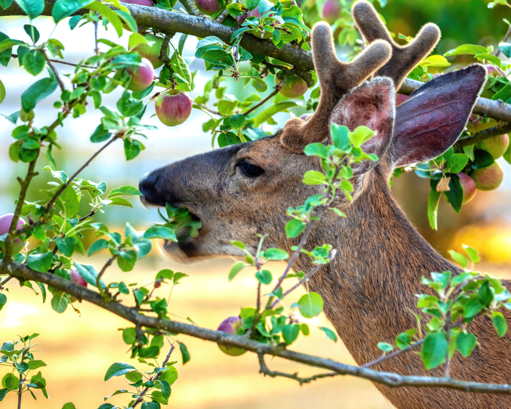 Deer eating apple from tree