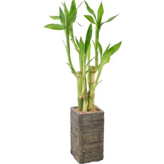 Arcadia Garden Products LV25 5-Stem Lucky Bamboo