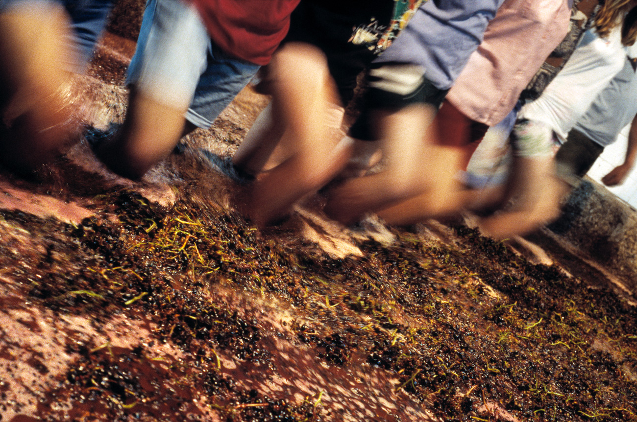 Harvest workers tread the Port grapes using the bare foot method in a traditional stone lagar, at a Port winery in the Douro Valley wine growing region of Portugal.