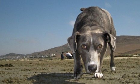 Dogs may be man&amp;#039;s best friend but they&amp;#039;ve also been helping out police and the military for centuries.