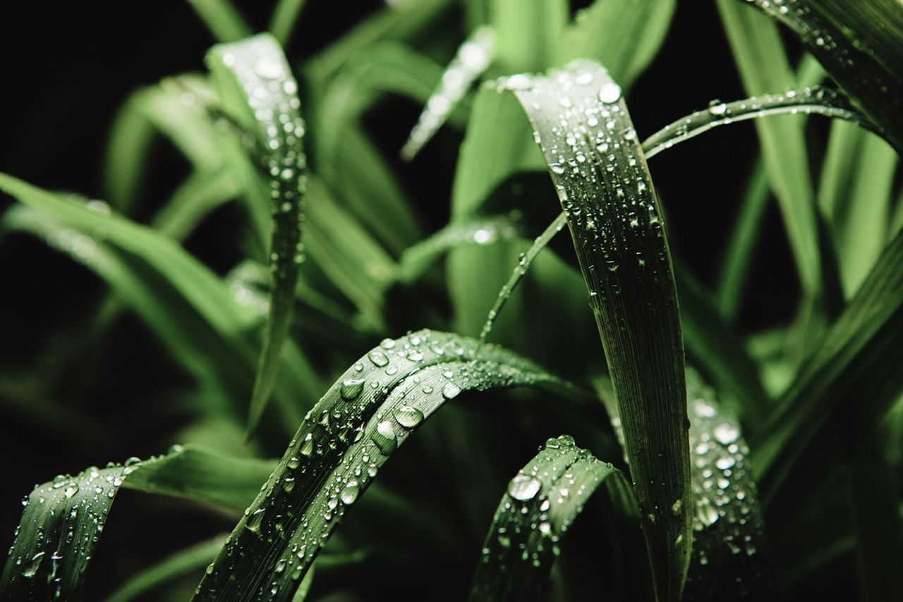 citronella grass