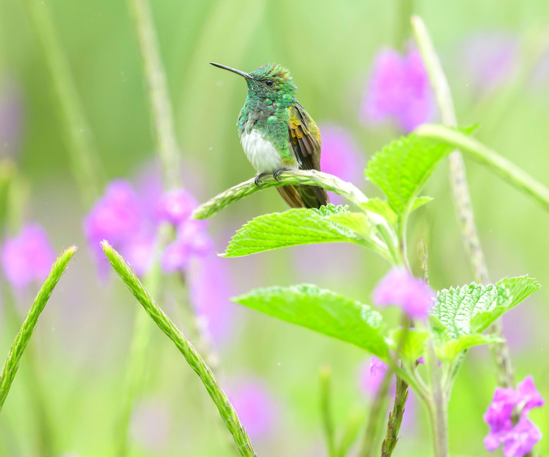 hummingbird perching on long grass in garden