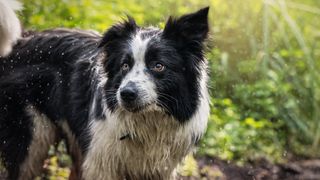 Intelligent and athletic, border collies make great hiking companions