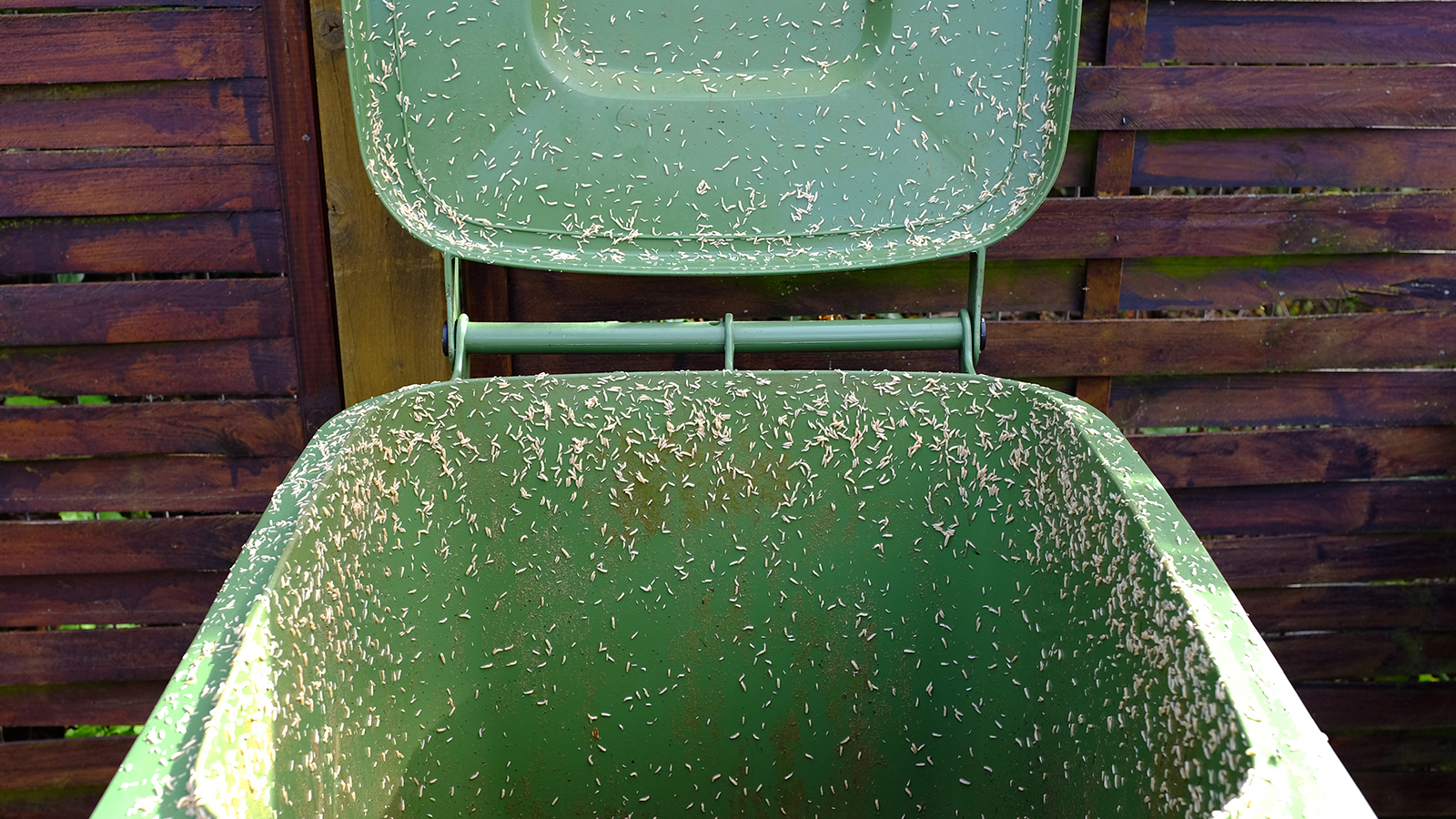 Maggots inside garbage bin