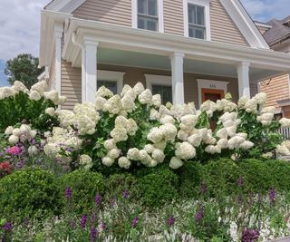 White flowers of Hydrangea paniculata in a garden in Cape Cod, Massachusetts