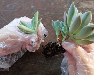 Hands separating succulent offshoots from the mother plant for re-potting
