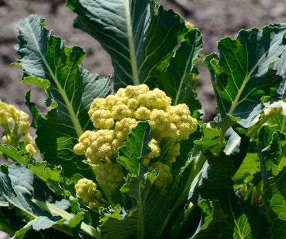 Perennial vegetables to plant in your vegetable garden Homes and Gardens