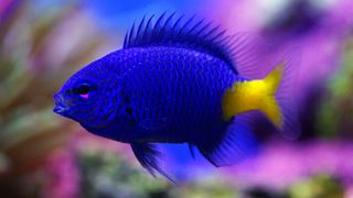 Yellowtail damselfish