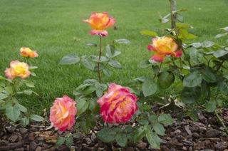 roses in a mulched flower bed