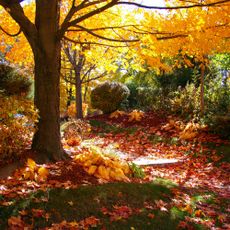 Fall trees surrounded by colorful leaves