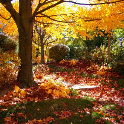 Fall trees surrounded by colorful leaves