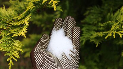 A gloved hand holds epsom salts