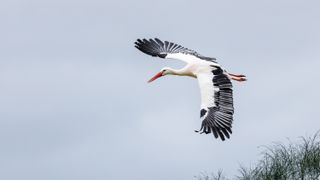 A large white bird with black wing tips soars through the skies