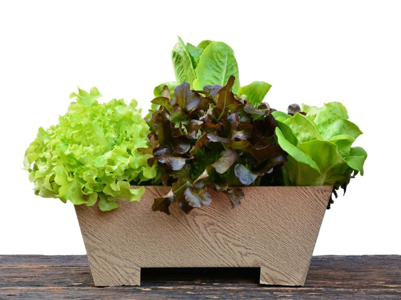 Lettuce Growing In A Wooden Container