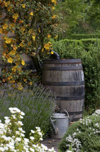organic gardening use of water butts