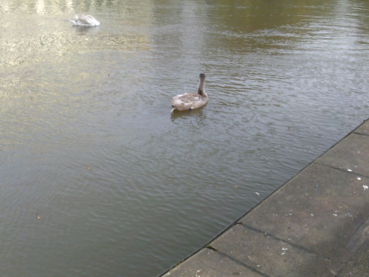A photo taken on an AgfaPhoto Realishot DC5500 compact camera