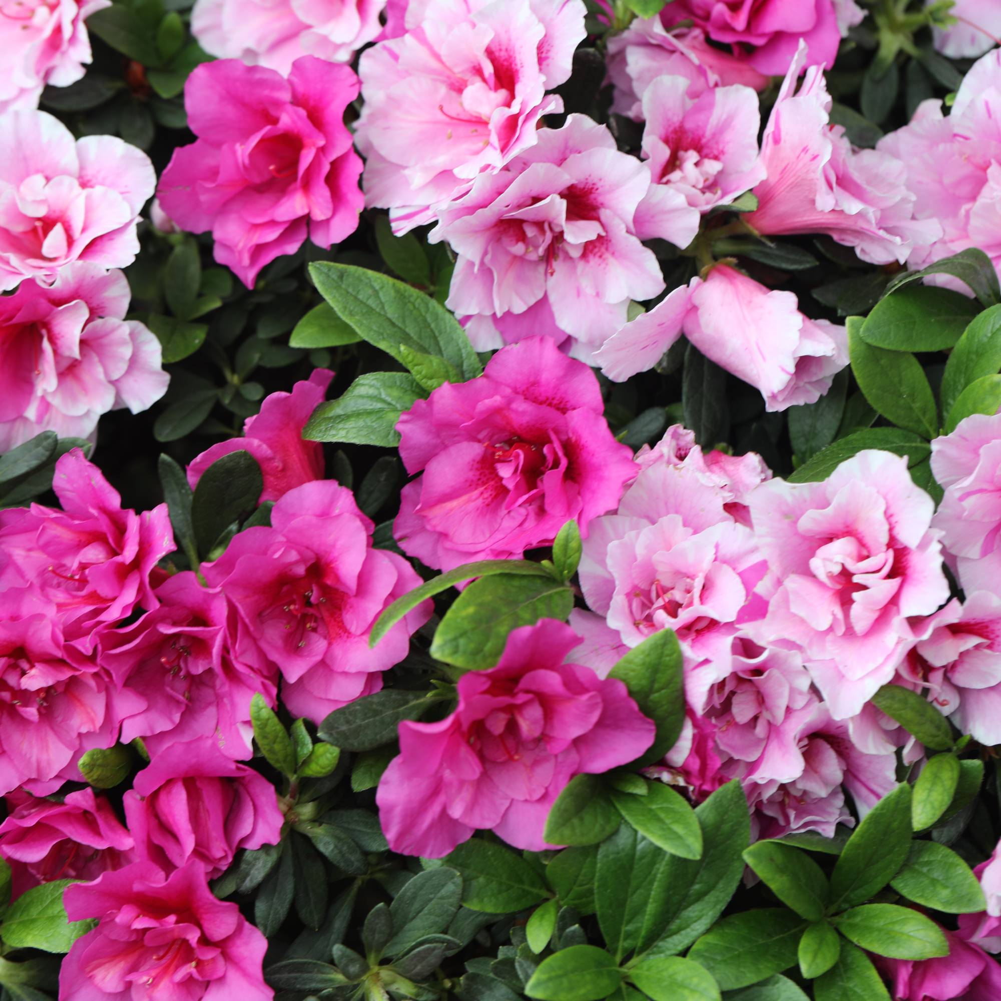 Pink azalea flowers
