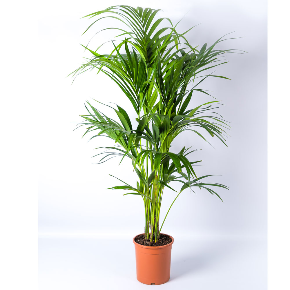 Value Morrisons house plants range you can't afford to miss in stores ...