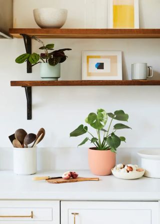 A potted monstera on a kitchen countertop