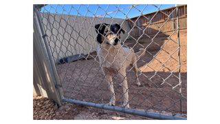 Photograph of shelter dog Val in the shelter before taking part in Val's Greatest Adventure, a short film by photographer Kaylee Greer's Dog Breath Foundation