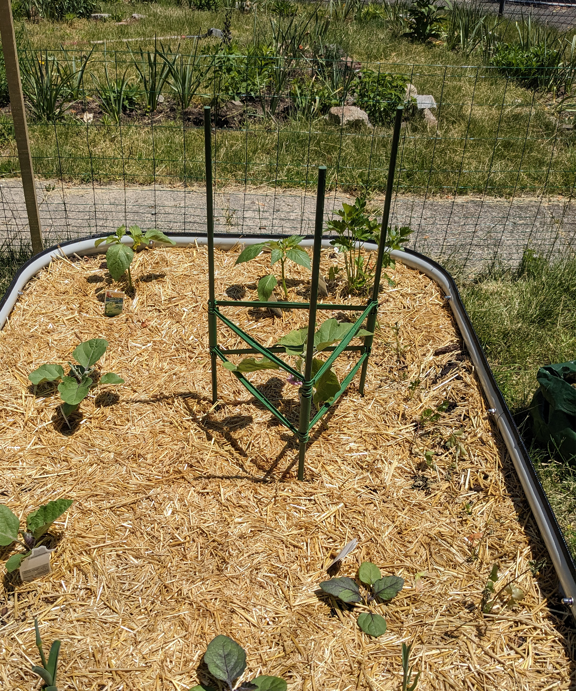 Seedlings in a raised bed. One is surrounded by a modular tomato cage