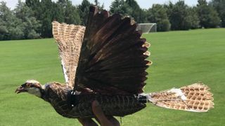 A drone bird made from taxidermy bird parts is held by a person in a grass field.