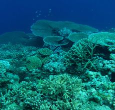 Branching coral Acropora yongei