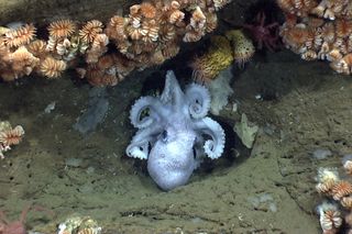 A mother octopus guards her eggs