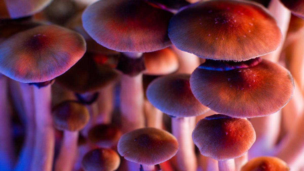 11 Odd Facts About 'Magic' Mushrooms | Live Science