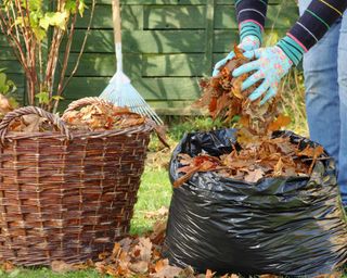 How to make leaf mould: top tips for turning autumn leaves into a ...