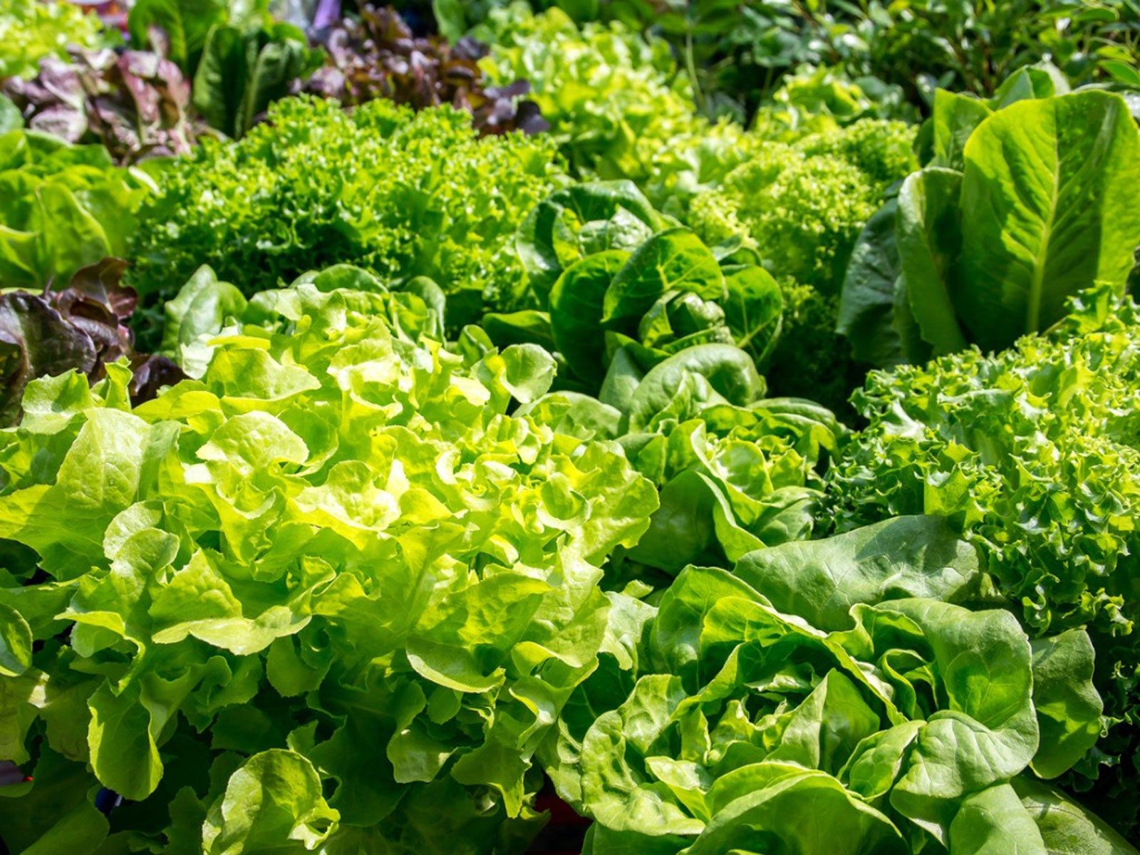 growing-autumn-greens-when-do-you-plant-fall-leafy-greens-gardening