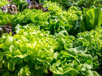 Garden Full Of Greens