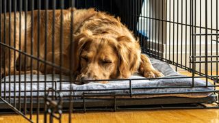 Golden colored dog in its black crate with the door open — tips for training your dog
