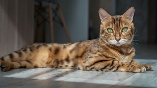 Bengal cat lying in sun