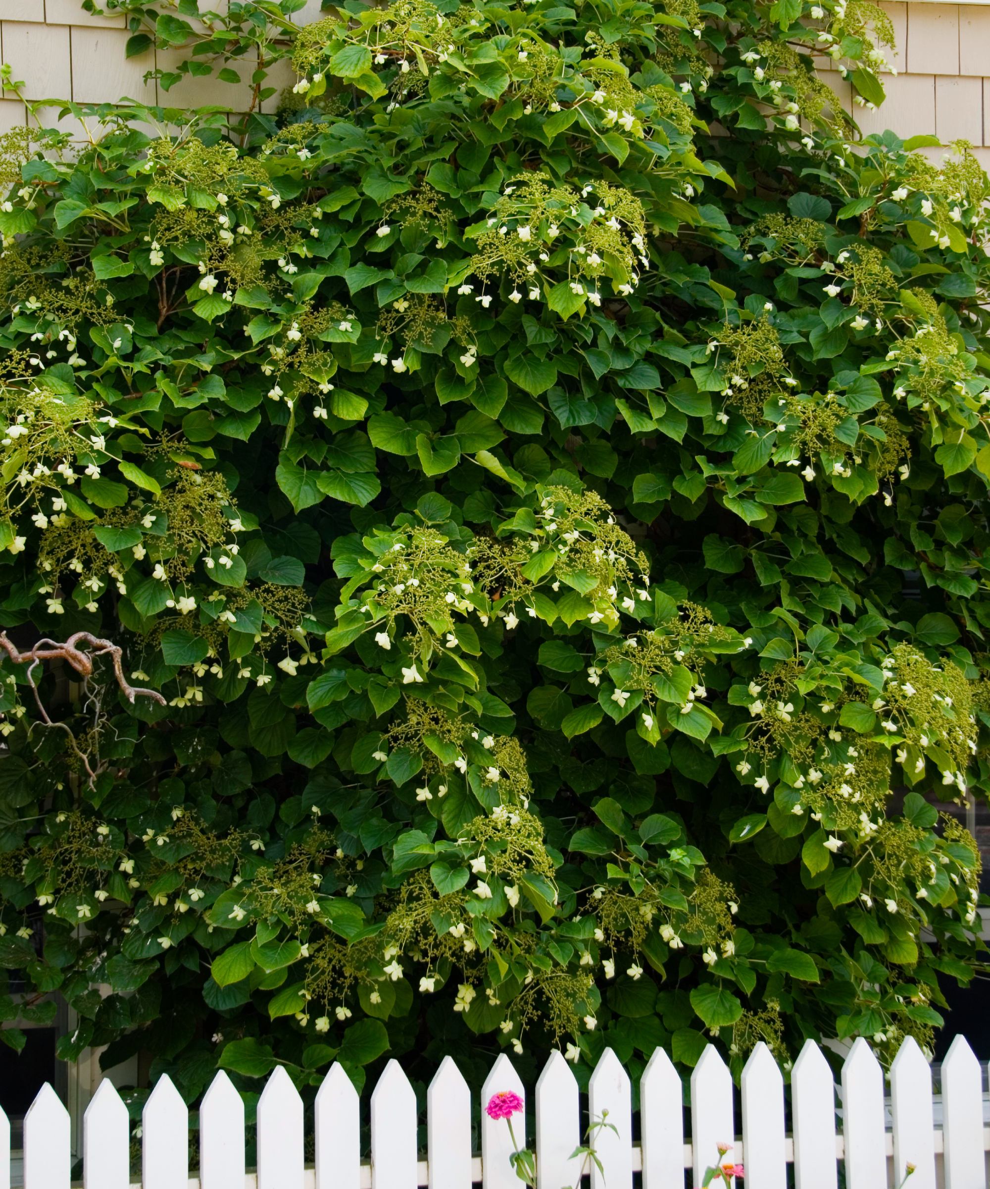 Climbing hydrangea behind white picket fence