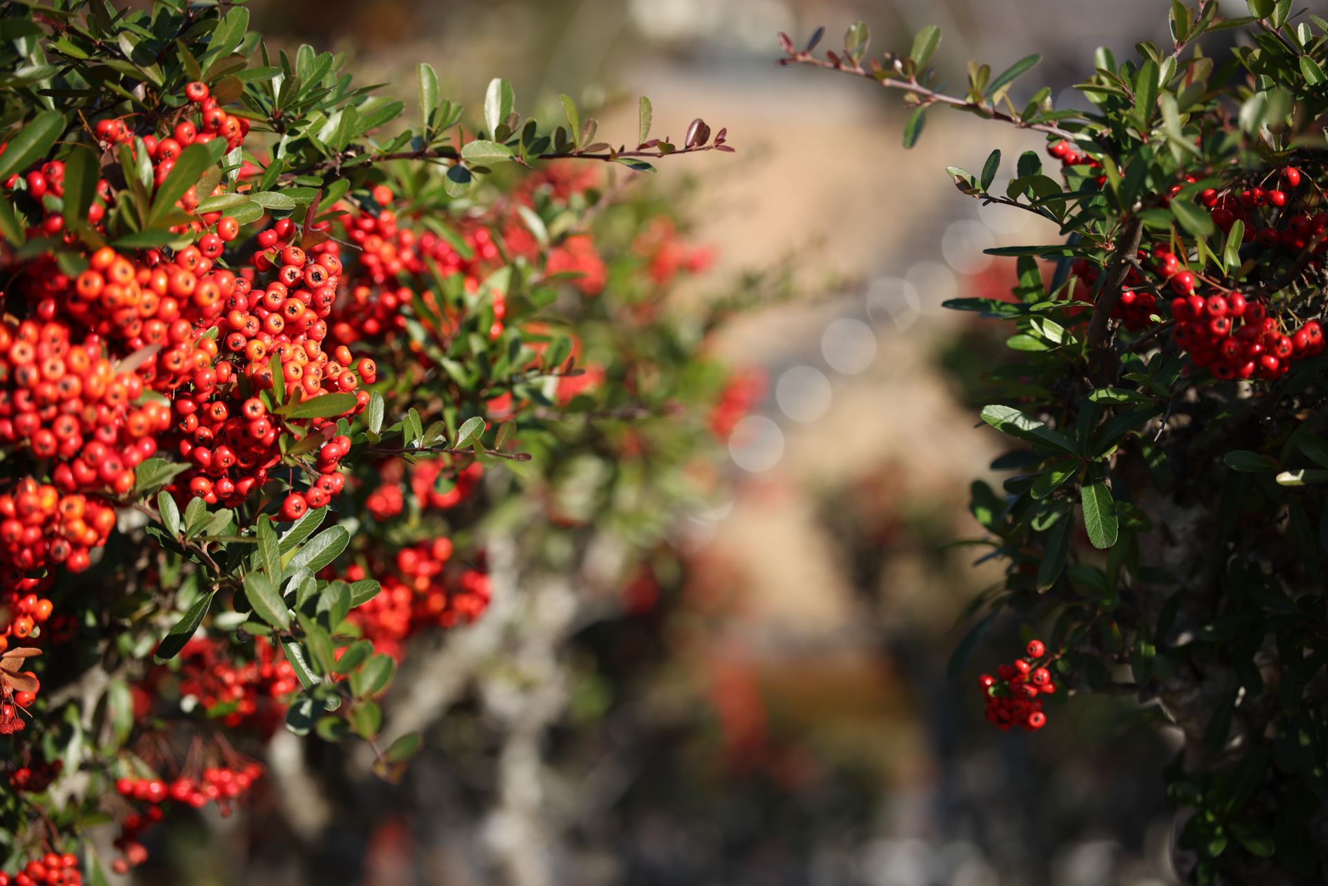 Sample image taken with Canon 70-200mm f/2.8L IS USM for comparison with the Nikon Z 70-200mm f/2.8 VR S II image