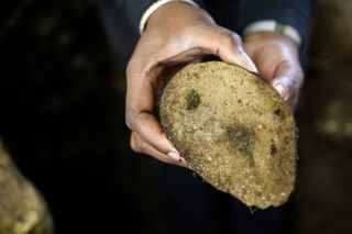 Someone holds a round smooth rock, an example of river rocks altered to form a foundation found in the four-foot trench at the dig site of what archeologists believe is the home of King Pompey.